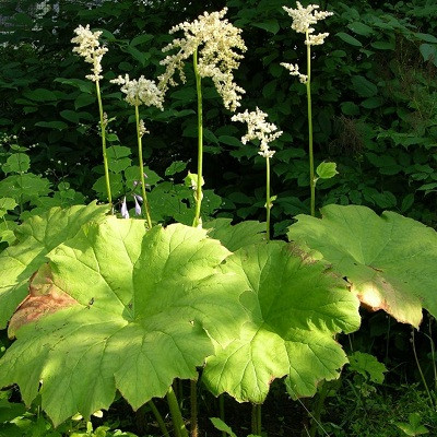 Астильбоидес (Astilboides tabularis) - каталог магазина, купить в питомнике растений Вашутино