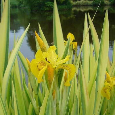 Ирис болотный Вариегата (Iris pseudacorus Variegata) - каталог магазина, купить в питомнике растений Вашутино