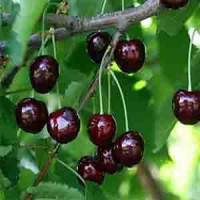 Черешня Красная Горка (Prunus avium) - каталог магазина, купить в питомникерастений Вашутино.