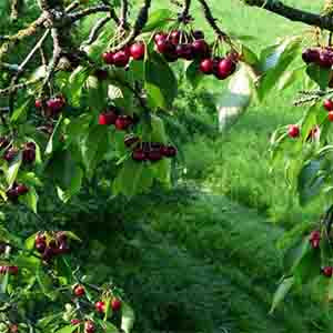 Черешня Одринка (Prunus avium) - каталог магазина, купить в питомникерастений Вашутино.