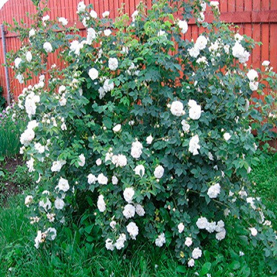 Роза морщинистая Альба (Rosa rugosa Alba) - каталог магазина, купить впитомнике растений Вашутино.