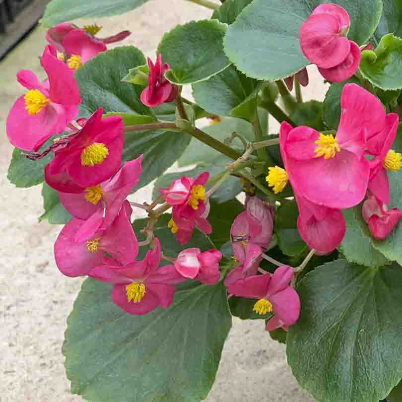 Бегония гибридная (Begonia x Hybrida Tophat) купить в Питомнике Вашутино оптом и в розницу.
