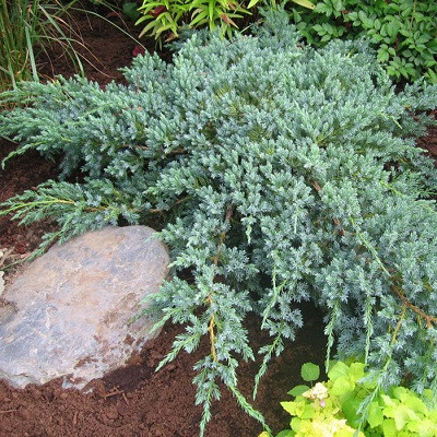 Можжевельник чешуйчатый Блю Карпет (Juniperus squamata Blue Garpet) - каталог магазина, купить в питомнике растений Вашутино.