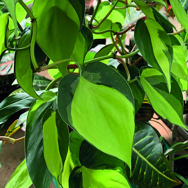 Филодендрон (Philodendron scandens)  укорененные черенки оптом в .