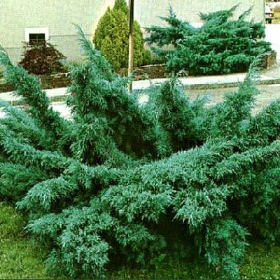 Можжевельник Пфитцериана Глаука (Juniperus pfitzeriana Glauca) - каталог  магазина, купить в питомнике растений Вашутино.