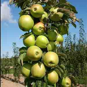Яблоня колонновидная Приокское (Malus domestica) - каталог магазина, купитьв питомнике растений Вашутино.