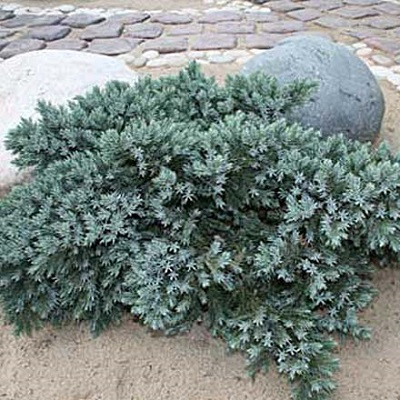Можжевельник чешуйчатый Блю Стар (Juniperus squamata Blue Star) - каталог магазина, купить в питомнике растений Вашутино.