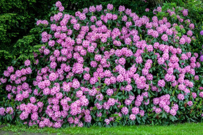 Рододендрон гибридный Катевбинский Грандифлорум - - цена, каталог растений Питмоника Вашутино
