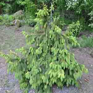 Ель обыкновенная Акрокона (Picea abies Acrocona) - купить в питомнике Вашутино в Химках.