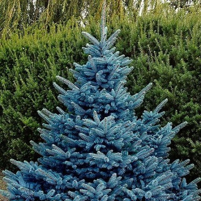Ель колючая Блю Даймонд (Picea pungens Blue Diamond) - каталог магазина, купить в питомнике растений Вашутино.
