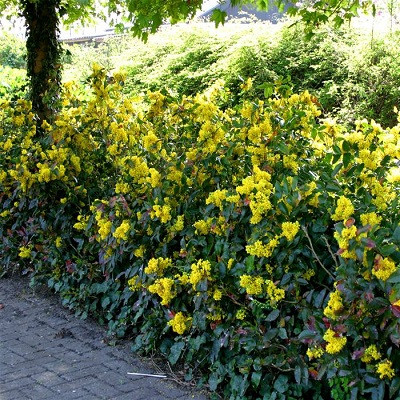 Магония падуболистная (Mahonia aquifolium) - каталог магазина, купить впитомнике растений Вашутино.