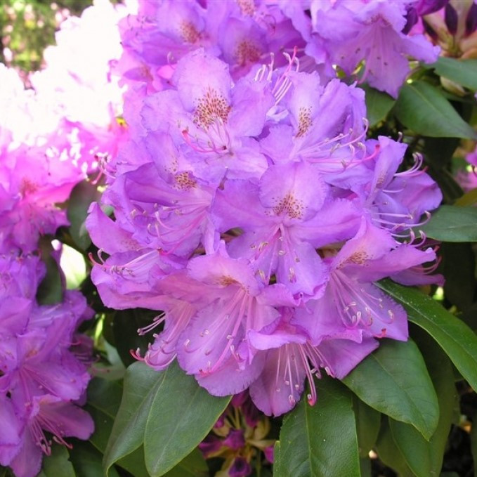 Рододендрон гибридный Пурпуреум Грандифлорум - цена, цветение, каталог растений Питмоника Вашутино