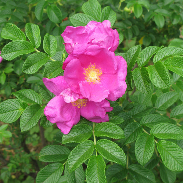 Роза морщинистая (Rosa rugosa) - каталог магазина, купить в питомникерастений Вашутино.