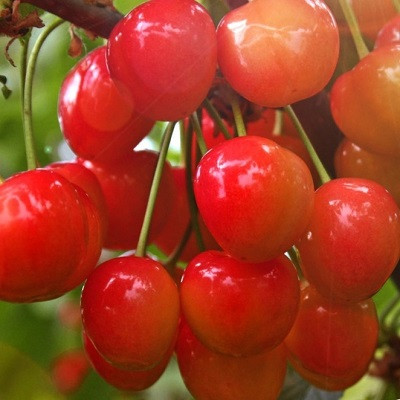 Черешня Брянская розовая (Prunus avium) - каталог магазина, купить впитомнике растений Вашутино.
