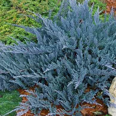 Можжевельник горизонтальный Блю Чип (Juniperus horisontalis Blue Chip) - каталог магазина, купить в питомнике растений Вашутино.